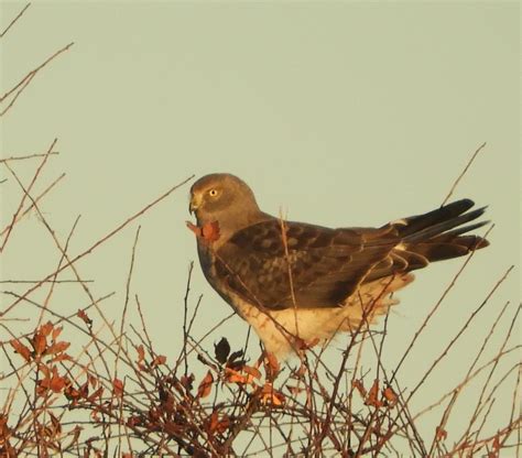 eBird Checklist - 24 Nov 2023 - American Camp - South Beach Trail Loop ...