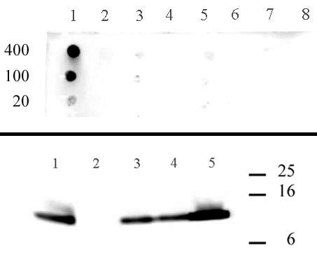 Histone H4K5ac antibody (pAb) | Proteintech