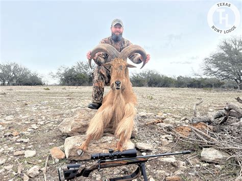 Trophy Aoudad Sheep Hunts in Texas | Texas Hunt Lodge