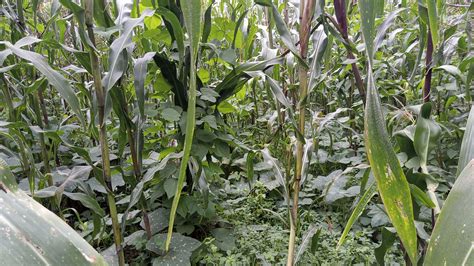Frontiers | Review of agronomic research on the milpa, the traditional ...