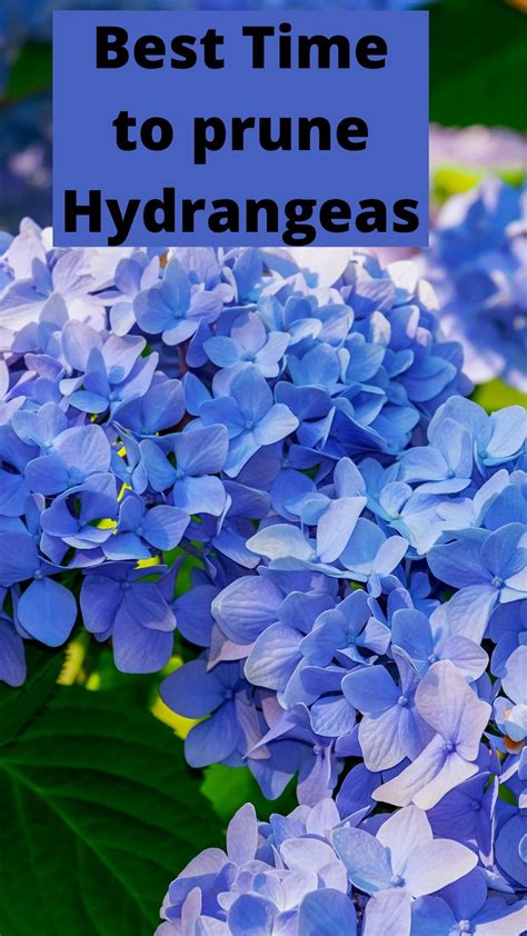 Dividing and transplanting hydrangeas a comprehensive guide – Artofit