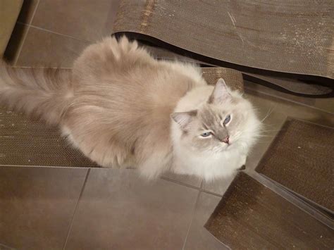 Ragdoll Cat Price | Ragdoll Cat and Kitten Cost & Pricing