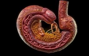 Image result for intestine