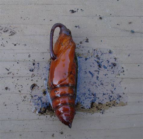 Hummingbird Moth (Hawkmoth) – Pupa | Walter Reeves: The Georgia Gardener