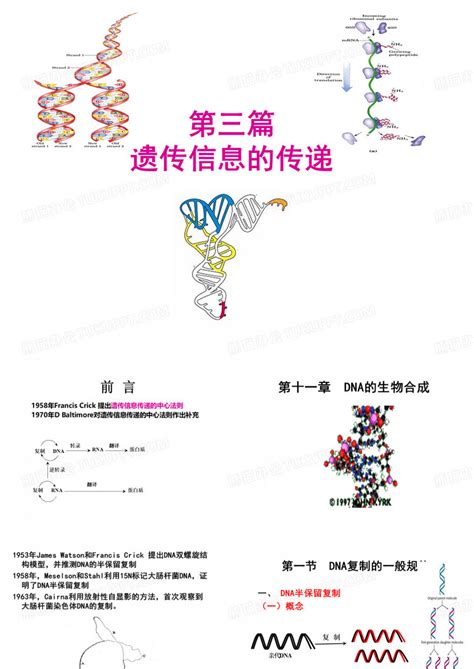 PPT - DNA 的生物合成 PowerPoint Presentation, free download - ID:3694489