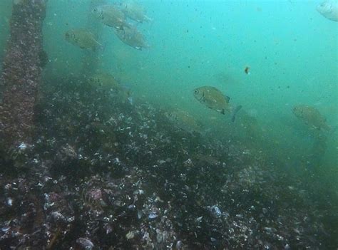SB DIVERS (2025) All You Need to Know BEFORE You Go (with Photos ...