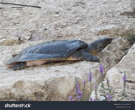 African Softshell Turtle Trionyx Triunguis Stock Photo 2215740791 ...