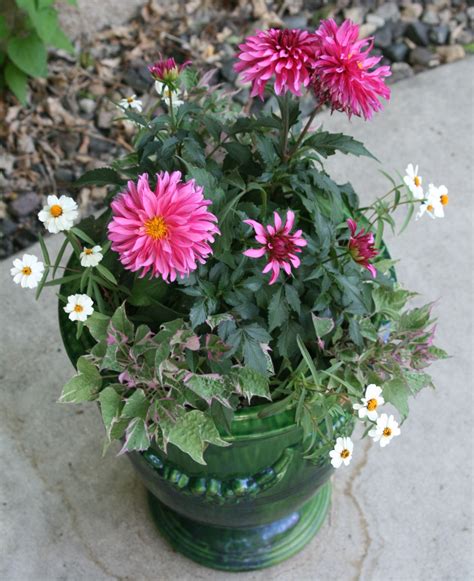 Best Zinnias For Pots at Isla Maddy blog