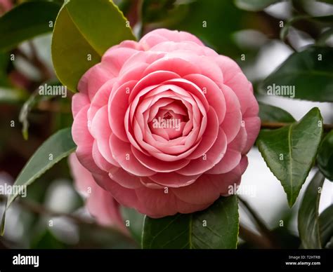 When Do Roses Bloom In Japan at Mary Chute blog