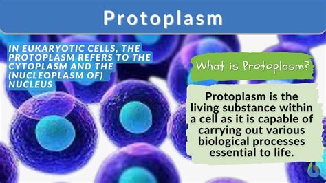 Protoplasm Animal Cell