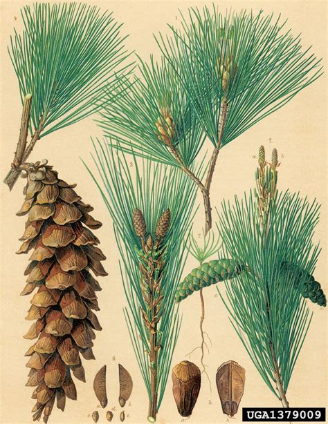 eastern white pine (Pinus strobus)