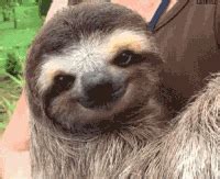 Sloth GIFs - Get the best gif on GIFER
