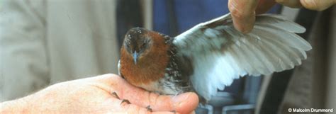 Red List for Birds 2013: White-winged Flufftail Amongst Growing List of ...