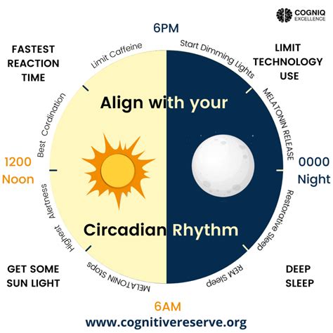 What Is Circadian Cycle at Wallace Swindler blog