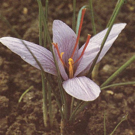 Safran - Safran-Krokus, Echter Krokus – Crocus sativus L ...