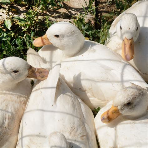 Duck Breeds by Size: The Smallest to the Largest Ducks - The Egg Carton ...