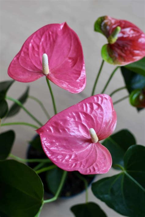Anthurium plant care houseplant growing guide – Artofit