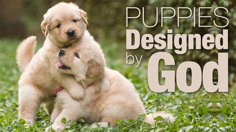 Designed By God Curriculum