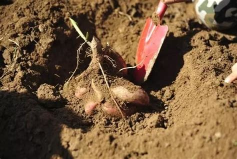 挖红薯收稻谷，农事体验让城里孩子爱上劳动 - 三湘万象 - 湖南在线 - 华声在线