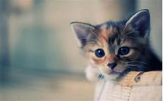 Background Cat by Cat Photos Cat Wallpapers Image 2019 Background Cat