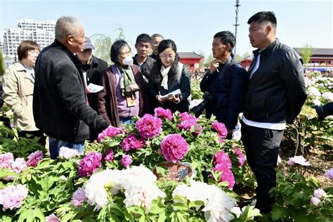 亮点纷呈！解读第30届菏泽国际牡丹文化旅游节和2021菏泽市文化旅游发展大会 - 海报新闻