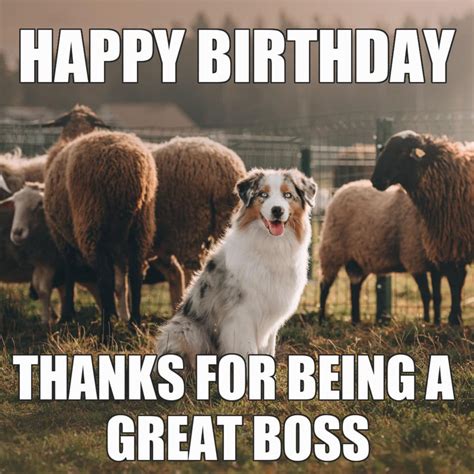 Funny Happy Birthday Meme Dog