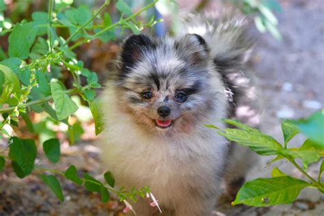 Blue Merle Pomeranian: Info, Genetics, Health & Facts