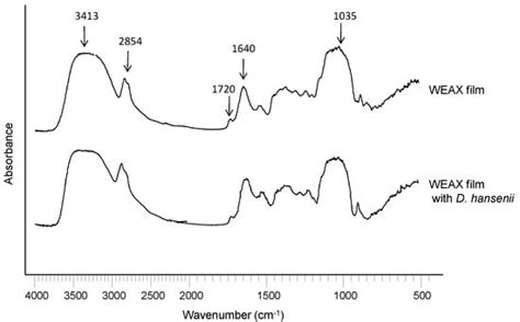 Covalently Cross-Linked Arabinoxylans Films for Debaryomyces hansenii ...