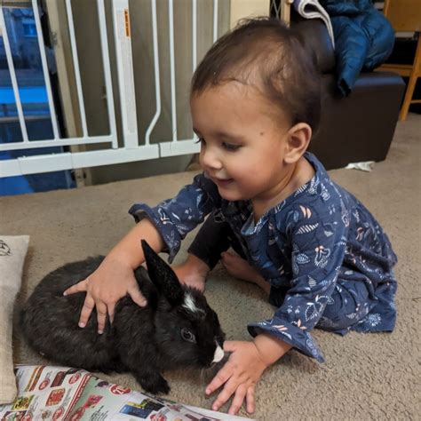 Trixxy (formerly Amelia Earhart) - Windsor/Essex County Humane Society