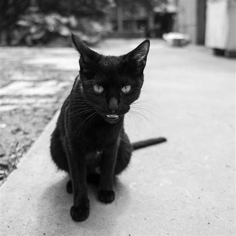 黑猫高冷,霸气,头像_大山谷图库