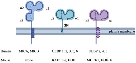The Role and Regulation of the NKG2D/NKG2D Ligand System in Cancer