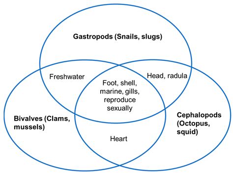 Nutraceutical and Medicinal Importance of Marine Molluscs