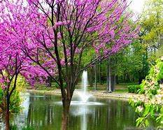 Image result for March Spring Scenery