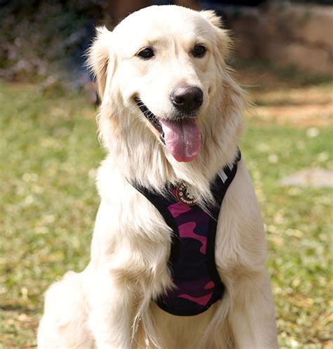 Buy Accessories for Pet Dog and Puppy – petslike.in