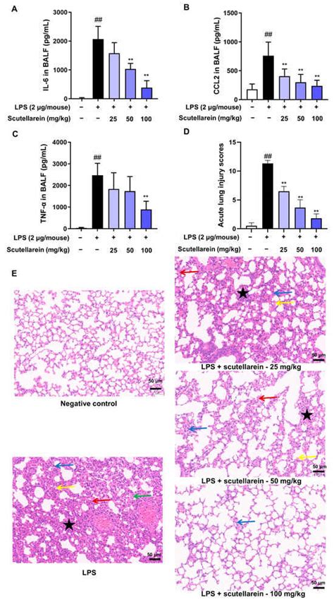 Scutellarein Suppresses the Production of ROS and Inflammatory ...