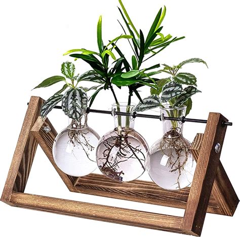 PACDONA Hydroponic Planter Terrarium Propagation Desktop India | Ubuy