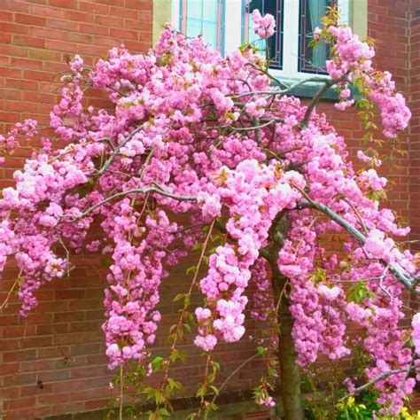 Japanese Flowering Dwarf Weeping Cherry Tree at Dane Lott blog