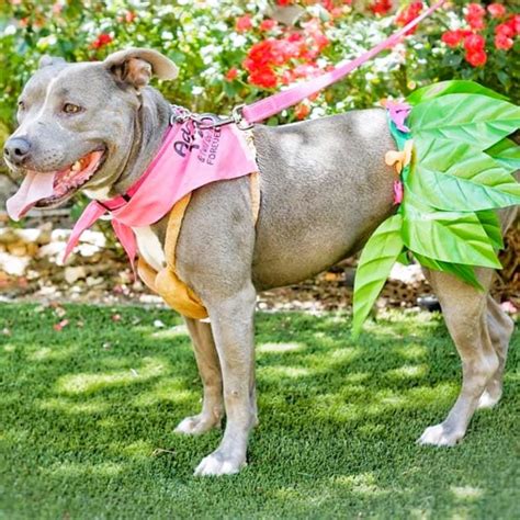 Best Halloween Costumes For Pit Bulls at Ebony Butters blog