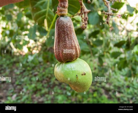 cashew nut, fruit (Anacardium occidentale) growing in forest, Brazil ...