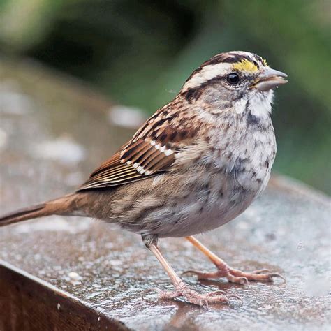 White-throated Sparrow - Nature Companion
