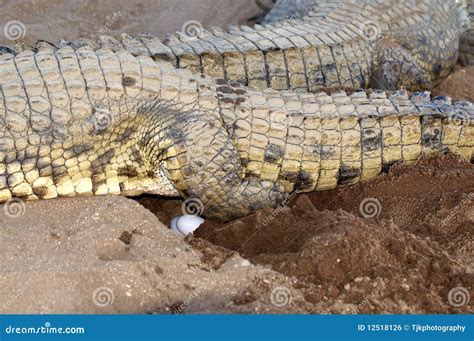 Female Nile Crocodile Laying Eggs Stock Photo - Image of animal ...