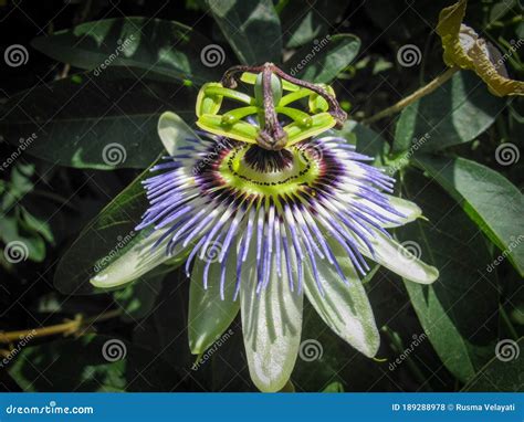 Passiflora Caerulea, the Blue Passionflower, Bluecrown Passionflower ...