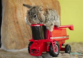 Image result for Black Baby Holland Lop Bunnies