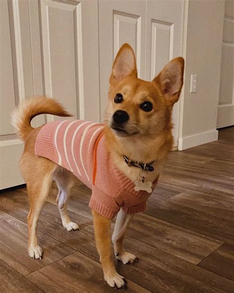 The Enchanting Chihuahua Shiba Inu Mix: A Comprehensive Guide