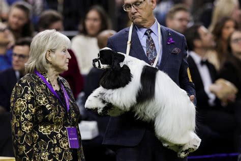 Giant Schnauzer wins Best in Show at Westminster Dog Show - February 12, 2025 | Reuters