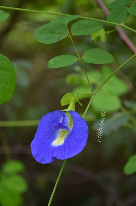 Blue Butterfly Pea Flower Tea: Benefits & Recipes ! - Wildturmeric