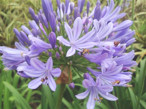 Lilies, Iris, Bulbs : Emerald Goddess Gardens