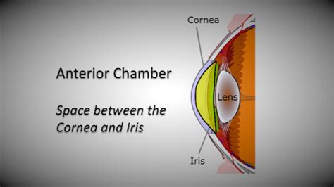Anterior Segment Eye Examination - OSCE Guide | Geeky Medics