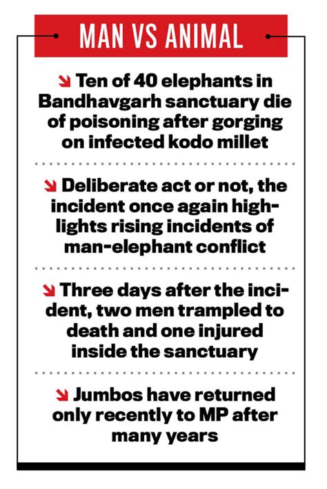 Elephant deaths | A tragedy of jumbo proportions