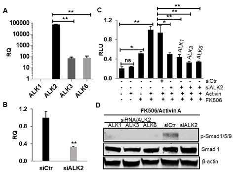Insight into Molecular Mechanism for Activin A-Induced Bone ...